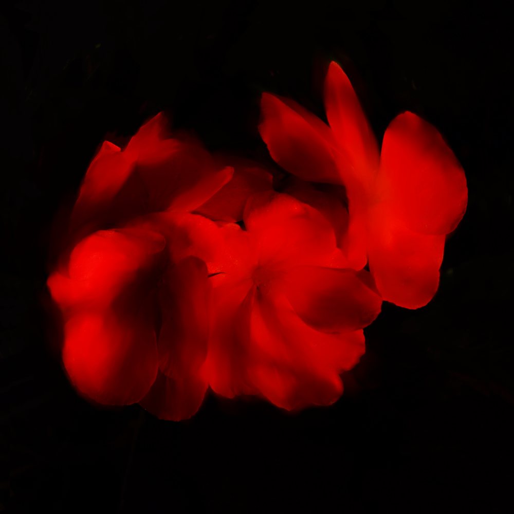 Fire Flower