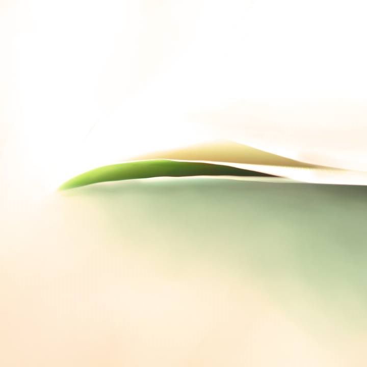 The Breath Of The Leaf