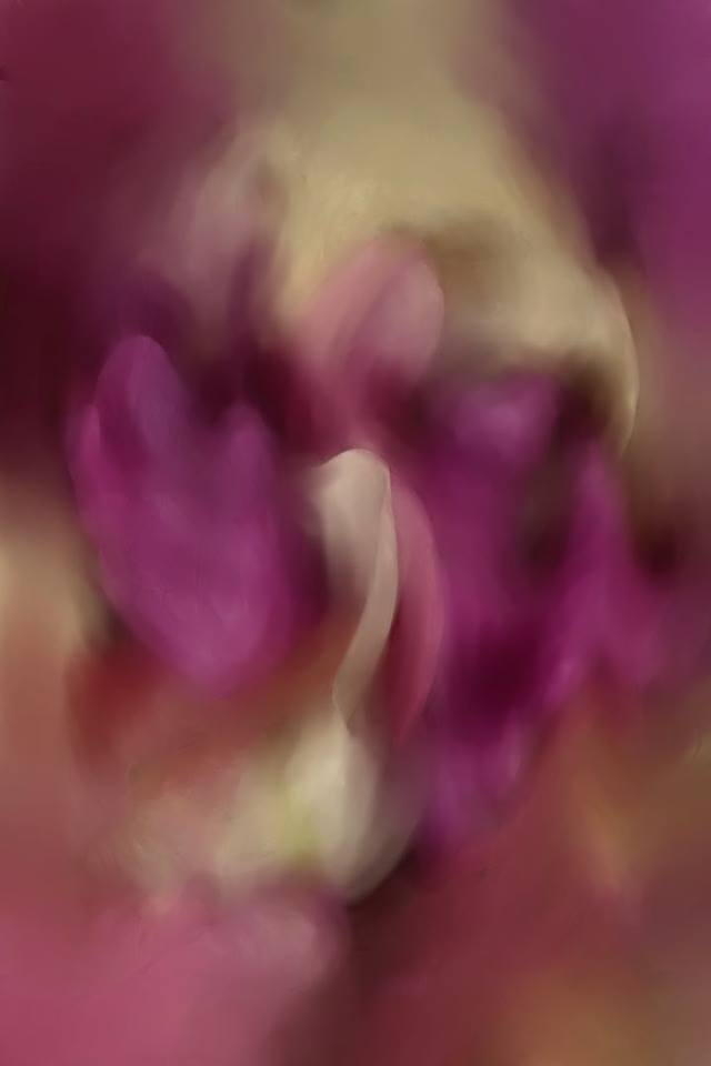 The Dance Of Petals