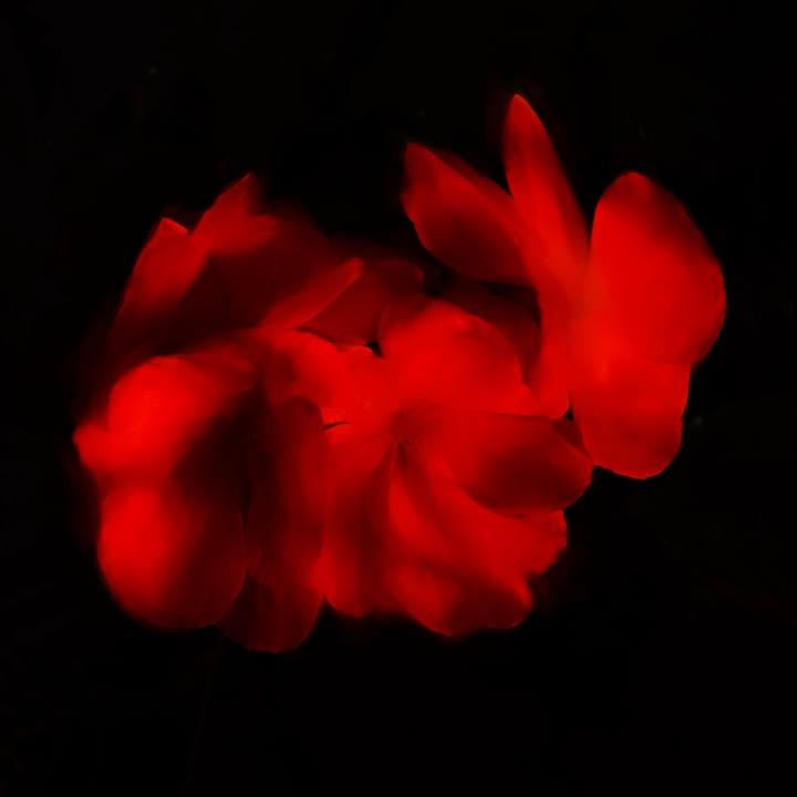 Fire Flower