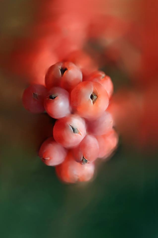 November's Flower