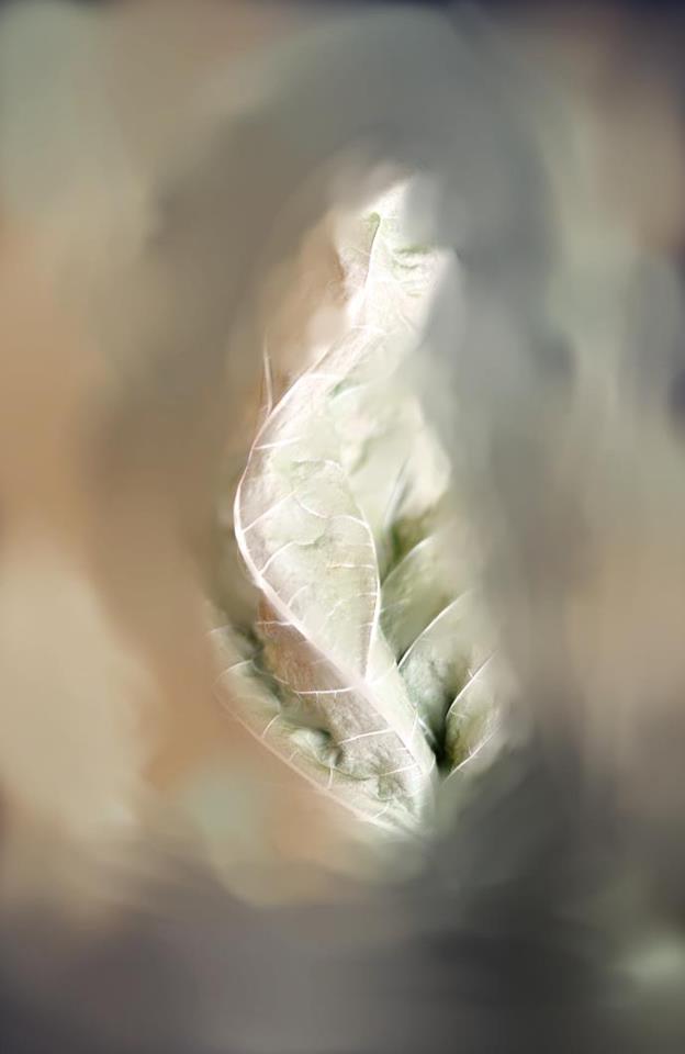 Leaf Memories Of a New Life