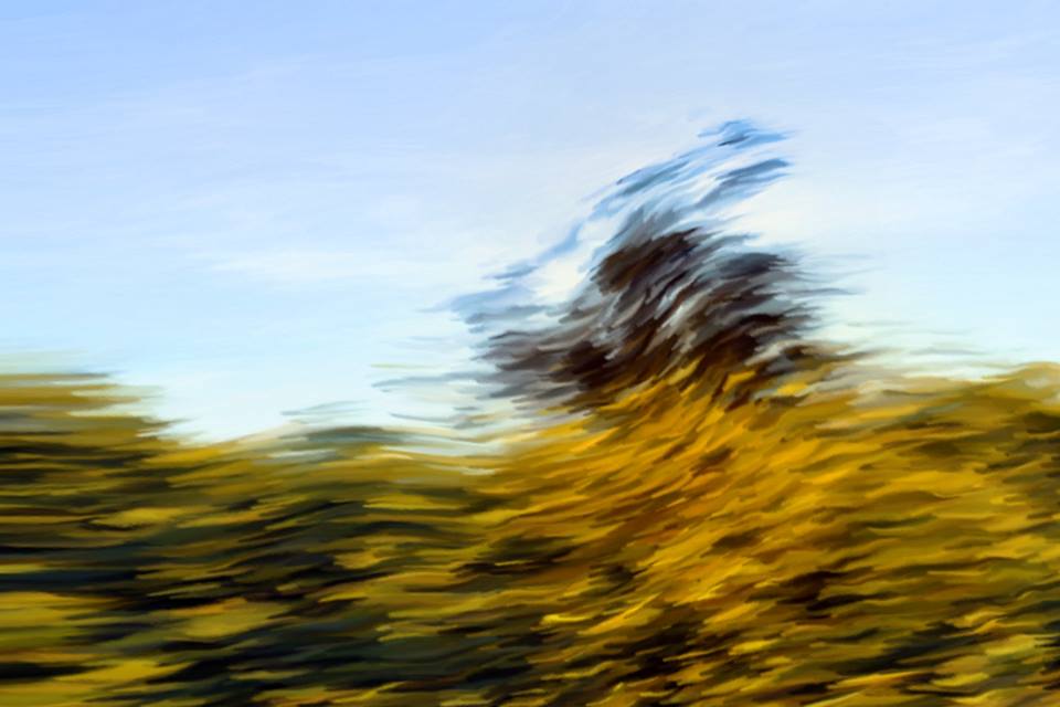 the fields dancer