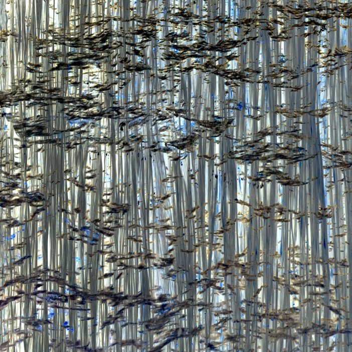 The Migration Just Fly