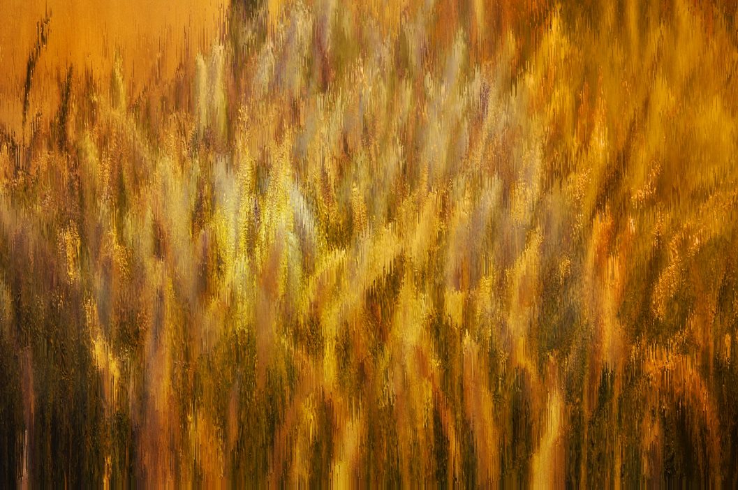 Golden Blossom In The Autumn Field